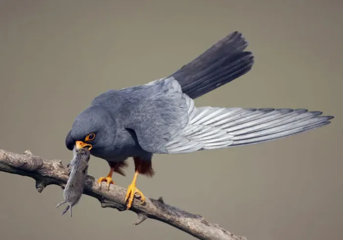 Framed Print : Red-footed Falcon (Falco vespertinus) male perched with vole prey, Hortobagy NP, Hungary