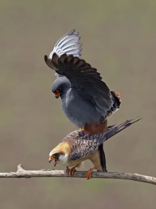 Framed Print : Red-footed Falcon (Falco vespertinus) mating pair, Hortobagy NP, Hungary, May 2008