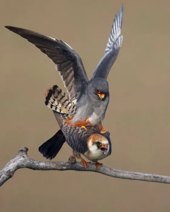 Framed Print : Red-footed falcon (Falco vespertinus) mating pair, Hortobagy NP, Hungary, May 2008 Framed Print : Red-footed falcon (Falco vespertinus) mating pair, Hortobagy NP, Hungary, May 2008