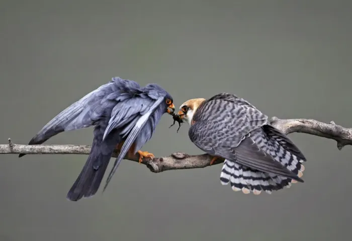Framed Print : Red-footed Falcon (Falco vespertinus) rear view of male (left) passing prey to female Framed Print : Red-footed Falcon (Falco vespertinus) rear view of male (left) passing prey to female