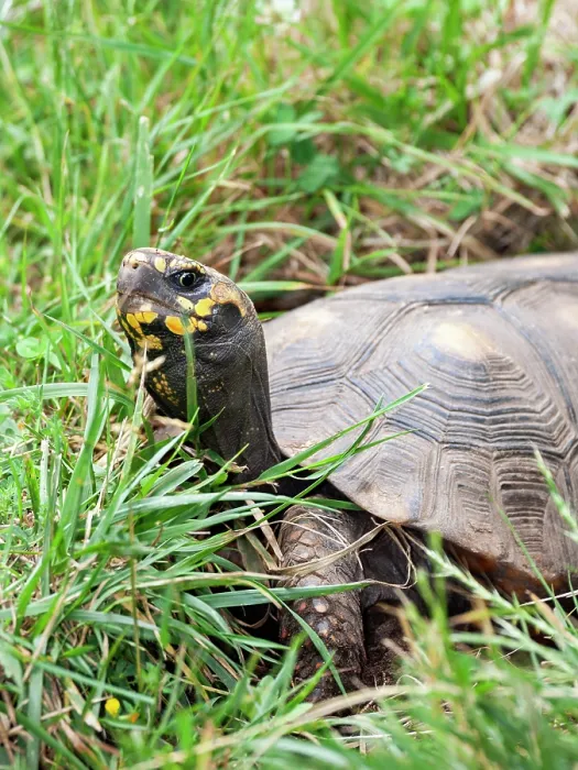 Framed Print : Red-footed tortoise (Chelonoidis carbonarius) portrait, South America. Captive Framed Print : Red-footed tortoise (Chelonoidis carbonarius) portrait, South America. Captive