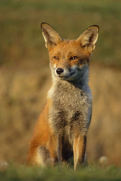 Red fox female sitting portrait {Vulpes vulpes} Cornwall, UK