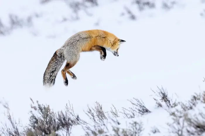 Framed Print : Red fox (Vulpes vulpes) adult hunting for rodents by snow diving in deep snow Framed Print : Red fox (Vulpes vulpes) adult hunting for rodents by snow diving in deep snow