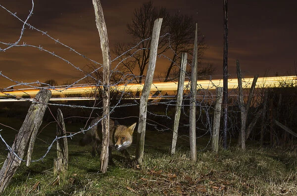 Red fox (Vulpes vulpes) adult with train in background, Kent, UK