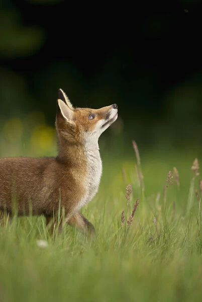 Red fox (Vulpes vulpes) alert cub looking up, Derbyshire, UK, June. Non-ex