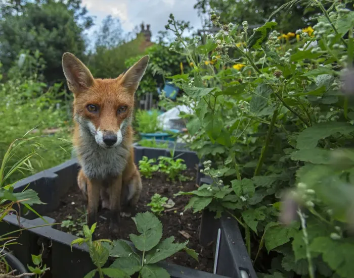 Framed Print : Red Fox (Vulpes Vulpes) in allotment, North London, England UK Framed Print : Red Fox (Vulpes Vulpes) in allotment, North London, England UK