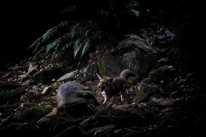 Framed Print : Red fox (Vulpes vulpes) attacking a Badger (Meles meles) over a dispute linked to territory and food reserves, Apuan Alps natural park, UNESCO Geopark, Tuscany, Italy. July Framed Print : Red fox (Vulpes vulpes) attacking a Badger (Meles meles) over a dispute linked to territory and food reserves, Apuan Alps natural park, UNESCO Geopark, Tuscany, Italy. July