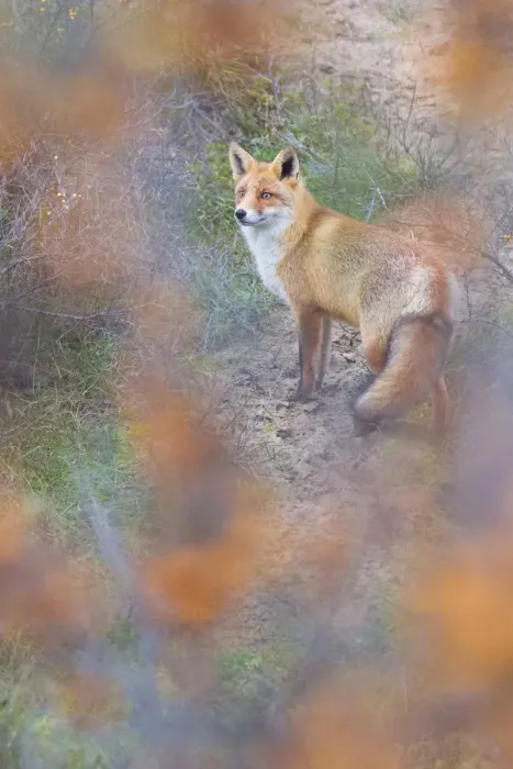 Framed Print : Red fox (Vulpes vulpes) in autumnal colours, captive Framed Print : Red fox (Vulpes vulpes) in autumnal colours, captive