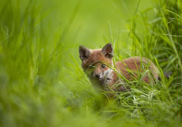 Red fox (Vulpes vulpes) cub cautiously exploring the field margins close to its den, Derbyshire, UK