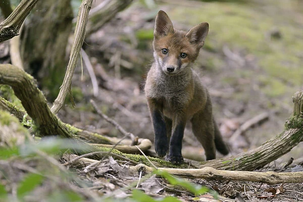 Red fox (Vulpes vulpes) cub exploring woodland. Near Bath, England, UK. May