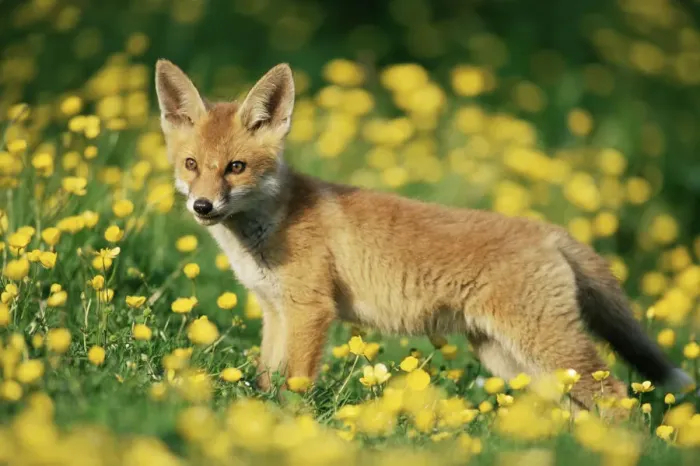Framed Print : Red fox {Vulpes vulpes} cub in field of buttercups. UK Framed Print : Red fox {Vulpes vulpes} cub in field of buttercups. UK