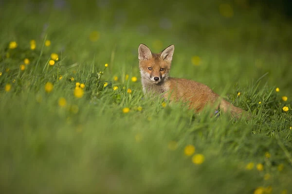 Red Fox (Vulpes vulpes) cub in meadow. Derbyshire, UK, June