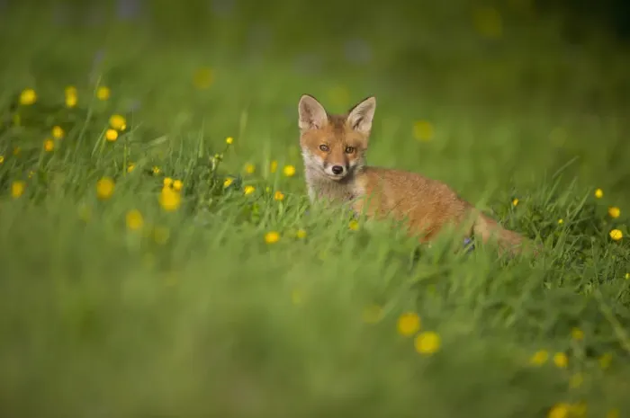 Framed Print : Red Fox (Vulpes vulpes) cub in meadow. Derbyshire, UK, June