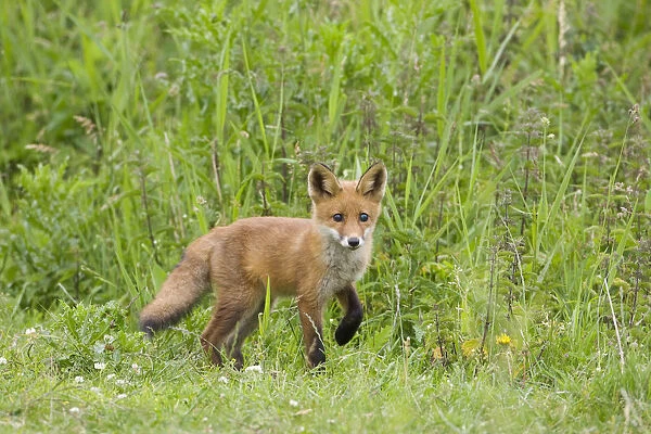 Red fox (Vulpes vulpes) cub, Oostvaardersplassen, Netherlands, June 2009