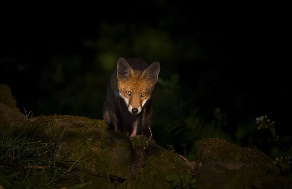 Red fox (Vulpes vulpes) cub pausing in a pool of dappled sunlight as it emerges from the forest, Derbyshire, UK. July