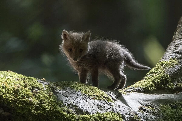 Red fox (Vulpes vulpes) cub, Vosges, France, May