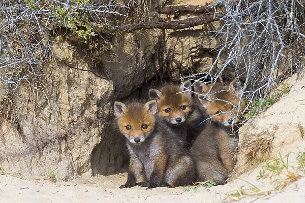 Red fox (Vulpes vulpes) cubs age five weeks, at den in sand dunes, the Netherlands