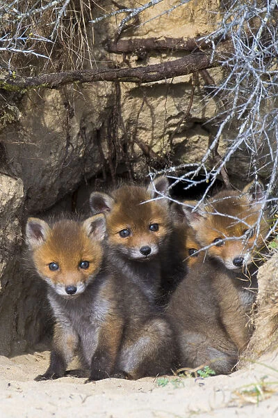 Red fox (Vulpes vulpes) cubs age five weeks, in den in sand dunes, the Netherlands
