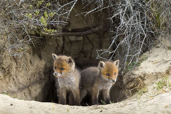 Red fox (Vulpes vulpes) cubs age five weeks at entrance to den inand dunes