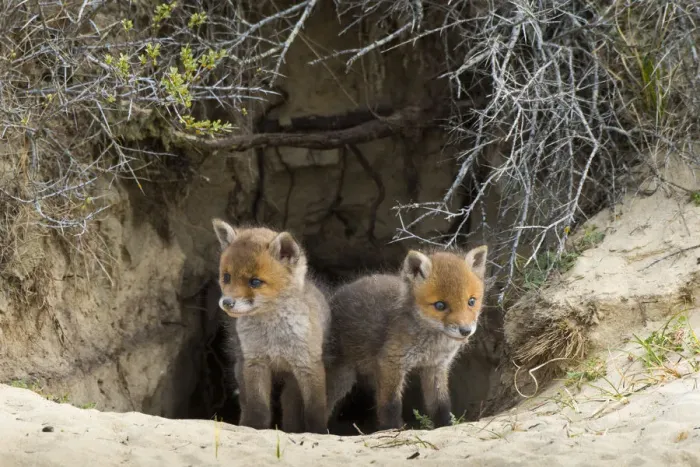 Framed Print : Red fox (Vulpes vulpes) cubs age five weeks at entrance to den inand dunes Framed Print : Red fox (Vulpes vulpes) cubs age five weeks at entrance to den inand dunes