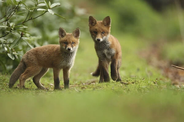 Red fox (Vulpes vulpes) cubs, Hertfordshire, England, UK, May