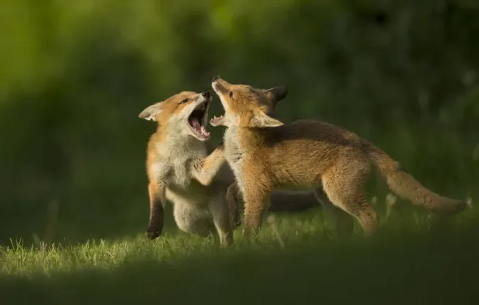 Framed Print : Red fox (Vulpes vulpes), two cubs play fighting. Sheffield, England, UK. May Framed Print : Red fox (Vulpes vulpes), two cubs play fighting. Sheffield, England, UK. May