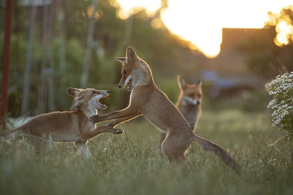 Red Fox (Vulpes Vulpes) cubs play fighting North London, England, UK, June