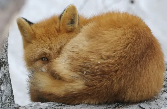 Framed Print : Red Fox (Vulpes vulpes) curled up, with an eye open. Kronotsky Zapovednik Nature Reserve Framed Print : Red Fox (Vulpes vulpes) curled up, with an eye open. Kronotsky Zapovednik Nature Reserve