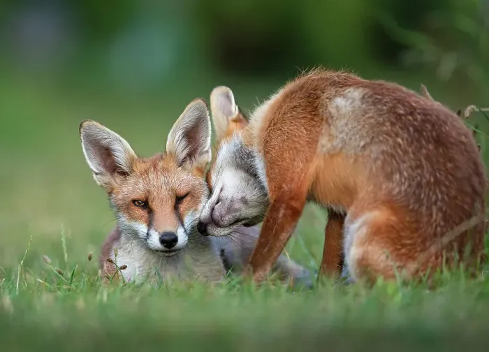 Framed Print : Red fox (Vulpes vulpes) dog interacting with a vixen in an urban garden. North London, UK. July Framed Print : Red fox (Vulpes vulpes) dog interacting with a vixen in an urban garden. North London, UK. July