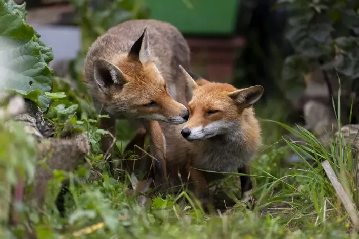 Framed Print : Red fox (Vulpes vulpes) dog interacting with a vixen in an urban garden. North London, UK Framed Print : Red fox (Vulpes vulpes) dog interacting with a vixen in an urban garden. North London, UK