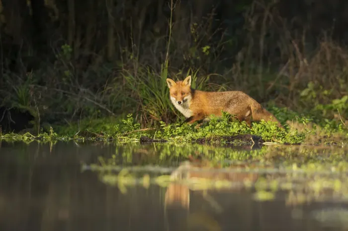 Framed Print : Red fox (Vulpes vulpes) at edge of stream, Kent, UK. January 2013 Framed Print : Red fox (Vulpes vulpes) at edge of stream, Kent, UK. January 2013