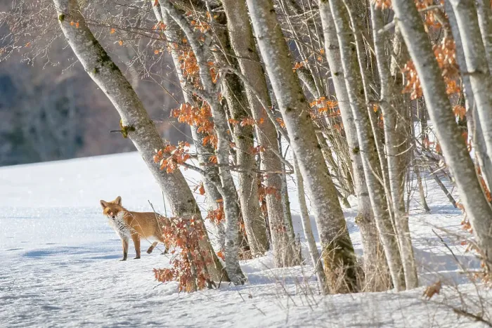 Framed Print : Red fox (Vulpes vulpes) at edge of woodland in winter snow, Jura, Switzerland Framed Print : Red fox (Vulpes vulpes) at edge of woodland in winter snow, Jura, Switzerland