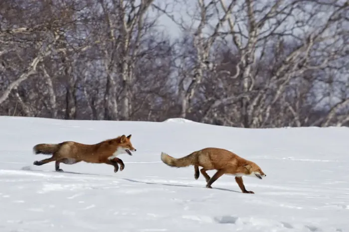 Framed Print : Red fox (Vulpes vulpes) one fox chasing another across snow, Kamchatka, Far east Russia Framed Print : Red fox (Vulpes vulpes) one fox chasing another across snow, Kamchatka, Far east Russia