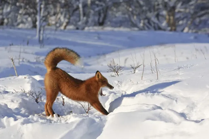 Framed Print : Red fox (Vulpes vulpes) fox waking up from sleep in den in deep snow Framed Print : Red fox (Vulpes vulpes) fox waking up from sleep in den in deep snow