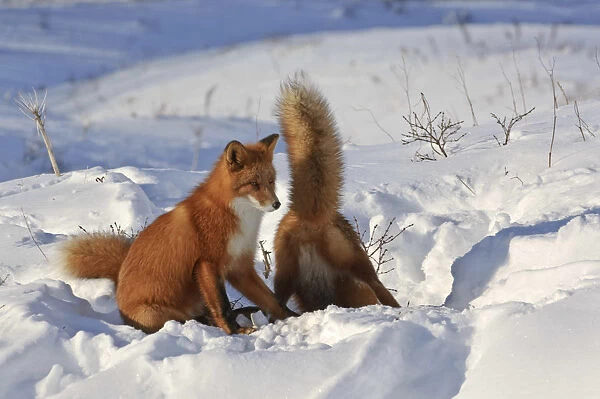Red fox (Vulpes vulpes) two foxes at den in deep snow, Kamchatka, Far east Russia