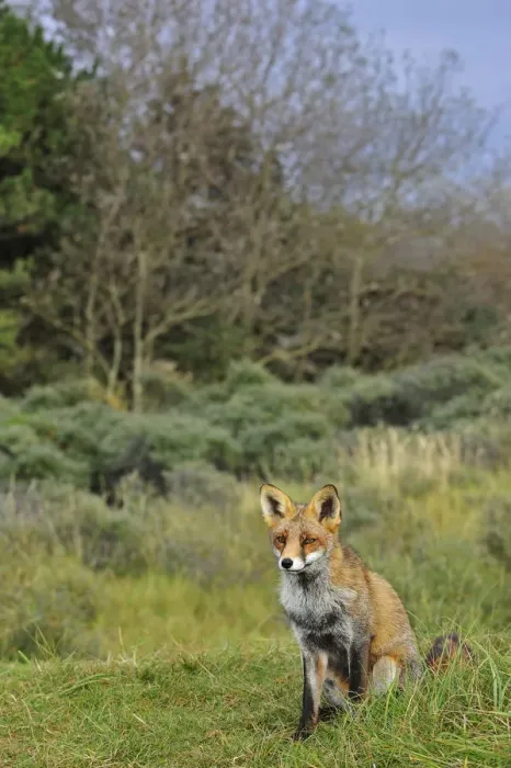 Framed Print : Red fox (Vulpes vulpes) in grassland at forest edge in autumn, the Netherlands Framed Print : Red fox (Vulpes vulpes) in grassland at forest edge in autumn, the Netherlands