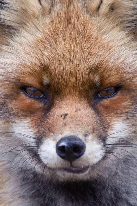 Framed Print : Red fox (Vulpes vulpes) head portrait, The Netherlands, March Framed Print : Red fox (Vulpes vulpes) head portrait, The Netherlands, March