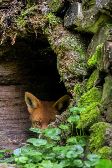 Framed Print : Red fox (Vulpes vulpes) hiding in hollow tree trunk in forest, Germany. September Framed Print : Red fox (Vulpes vulpes) hiding in hollow tree trunk in forest, Germany. September
