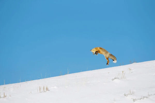 Red fox (Vulpes vulpes) hunting by pouncing onto prey through snow, Yellowstone National Park
