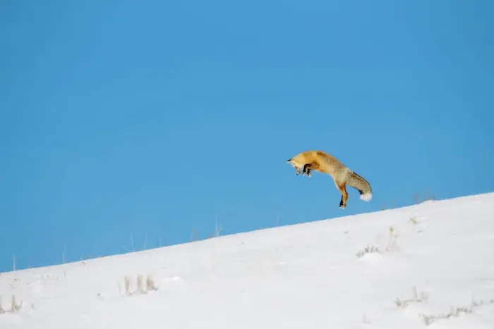 Framed Print : Red fox (Vulpes vulpes) hunting by pouncing onto prey through snow, Yellowstone National Park Framed Print : Red fox (Vulpes vulpes) hunting by pouncing onto prey through snow, Yellowstone National Park