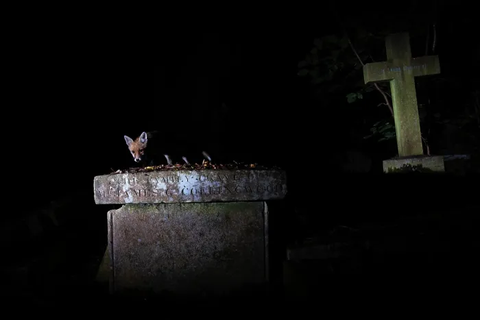 Framed Print : Red fox (Vulpes vulpes) juvenile, walking over a grave in cemetery at night, Highgate Cemetery, London, England, UK. July. Camera trap image