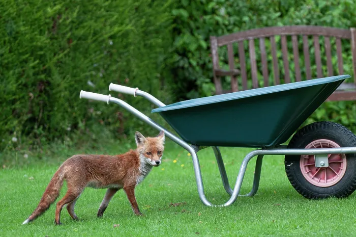 Framed Print : Red fox (Vulpes vulpes) juvenile, standing on lawn next to wheelbarrow in a suburban garden, Surrey, England, UK. September Framed Print : Red fox (Vulpes vulpes) juvenile, standing on lawn next to wheelbarrow in a suburban garden, Surrey, England, UK. September