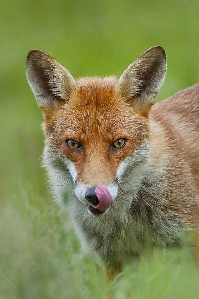 Red fox (Vulpes vulpes) licking its snout, Berkshire, England, UK. June