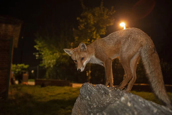 Red Fox (Vulpes Vulpes) at night, North London, England UK