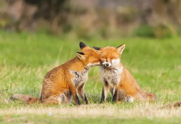 Framed Print : Red fox (Vulpes vulpes) pair nuzzling. London, UK. February Framed Print : Red fox (Vulpes vulpes) pair nuzzling. London, UK. February
