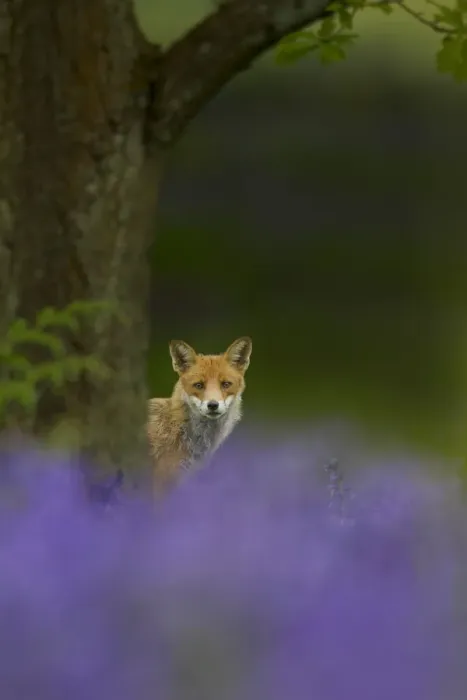 Framed Print : Red fox (Vulpes vulpes) peering from behind tree with bluebells in foreground, Cheshire Framed Print : Red fox (Vulpes vulpes) peering from behind tree with bluebells in foreground, Cheshire