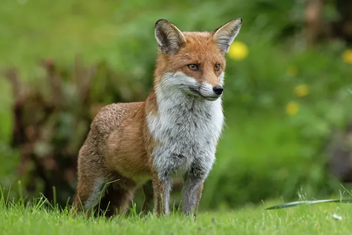 Framed Print : Red fox (Vulpes vulpes) portrait, Surrey, England, UK. April Framed Print : Red fox (Vulpes vulpes) portrait, Surrey, England, UK. April