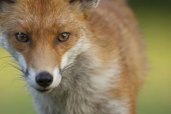 Red fox (Vulpes vulpes) portrait, England