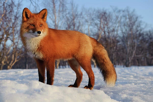 Red fox (Vulpes vulpes) portrait in snow, Kamchatka, Far east Russia, April