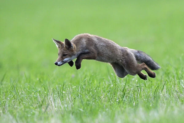 Red Fox (Vulpes vulpes) pouncing in grass. Vosges, France, July